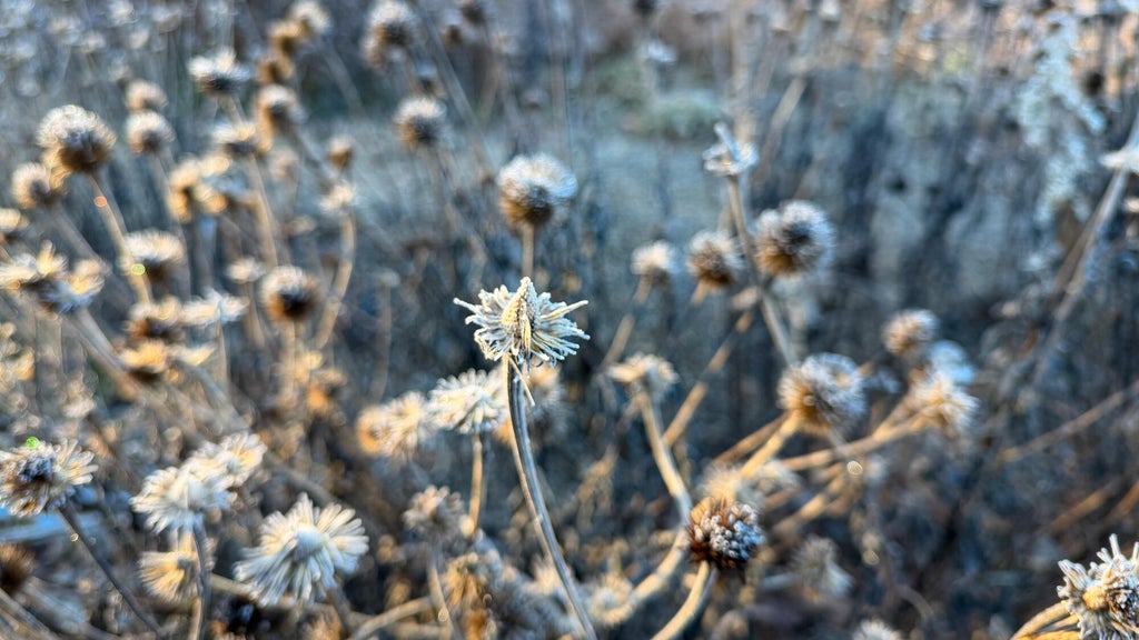 Breezy winds bring cool air to Minnesota, with first frost possible in the metro Friday night — WCCO / CBS Minnesota, Ponte Vedra Beach Sports news