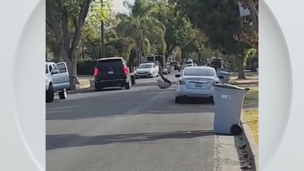 Federal immigration vehicle hits pedestrian in Woodland, police say — CBS Bay Area (KPIX), Ponte Vedra Beach Health news