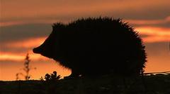 Hedgehog among four chosen animals to feature on your new banknotes — BBC Business, Ponte Vedra Beach Business news