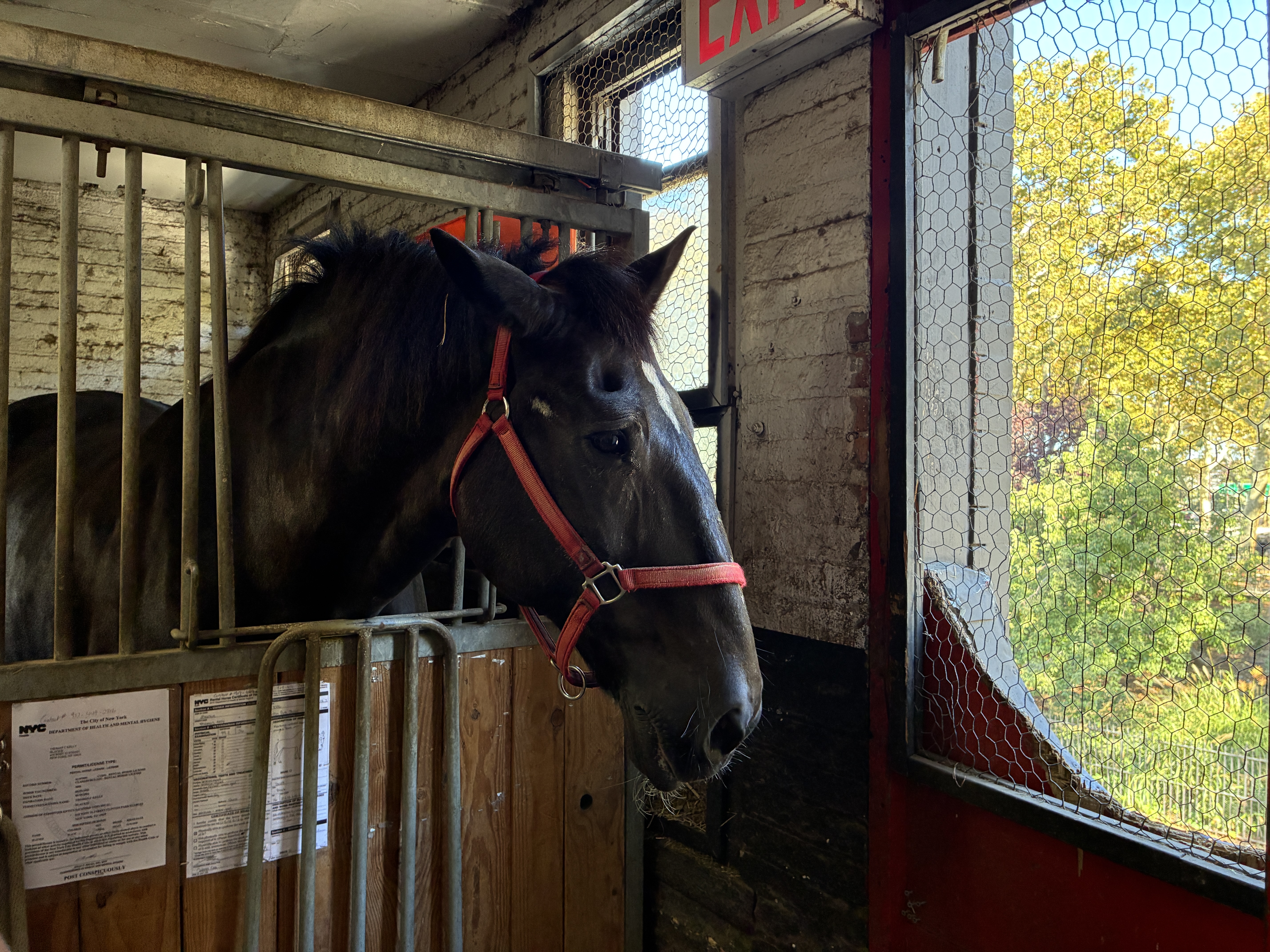 NYC’s horse carriage drivers feel betrayed as lawmakers set to abolish industry — Gothamist, Ponte Vedra Beach Community news
