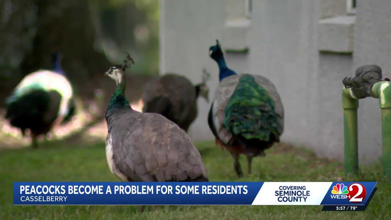 Peacocks vs. property owners: Casselberry rethinks peacock protections amid property damage complaints — WESH 2 Orlando, Ponte Vedra Beach Real Estate news