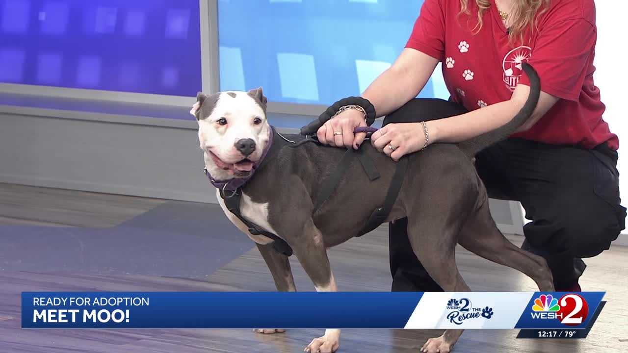 Moo at Southeast Volusia Humane Society is looking for a home — WESH 2 Orlando, Ponte Vedra Beach Community news