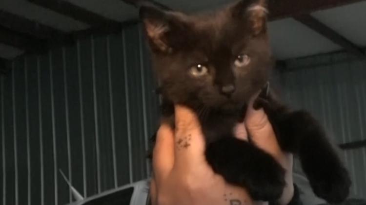 Pilot flies kitten with twisted legs to Kansas for treatment — Ponte Vedra Beach Community news