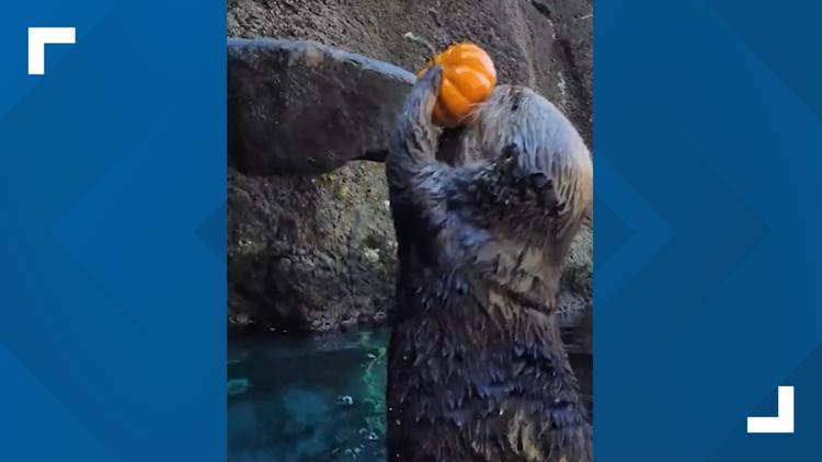 WATCH: Oregon Zoo otters get in the Halloween spirit by slam-dunking mini pumpkins — Ponte Vedra Beach Arts news