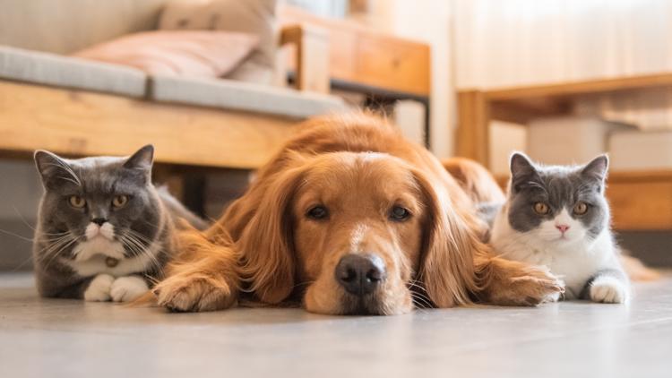 These are the top pet names for 2026. Is your pet's name on the list? — First Coast News Life JAX