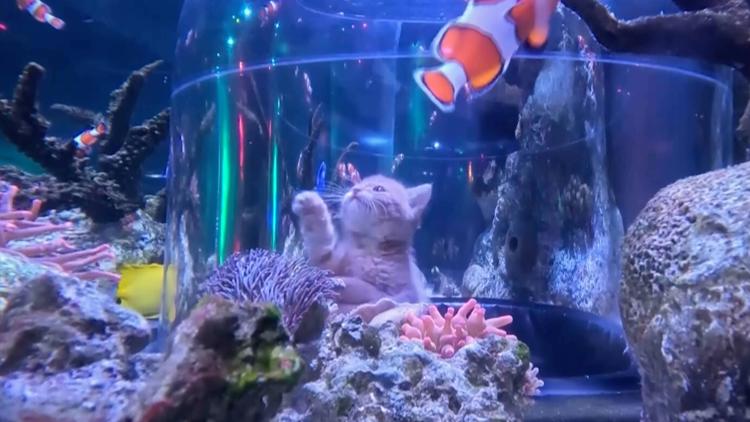 WATCH: Orphaned kittens take aquarium field trip to Mall of America — First Coast News Life JAX, Ponte Vedra Beach Community news