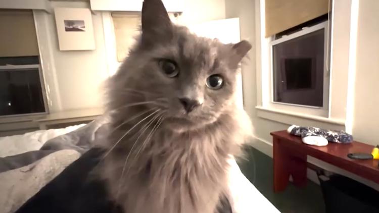 Cat missing for 571 days reunites with Connecticut family — First Coast News Life JAX
