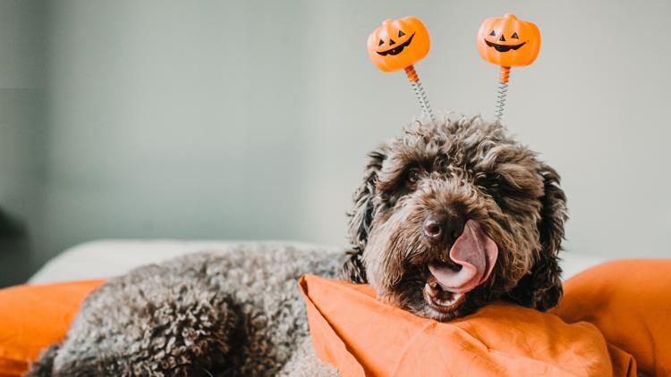 Halloween treats and decorations can put pets at risk. Here’s how to protect them — Ponte Vedra Beach Community news