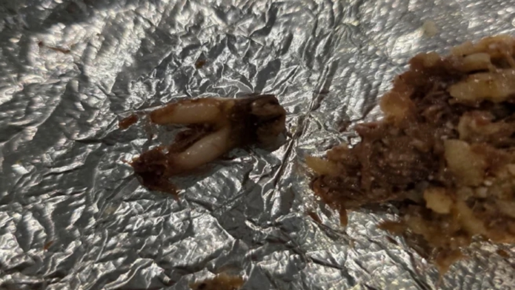 Texas customer sues after she found cow tooth in taco at fast-casual chain — First Coast News Life JAX