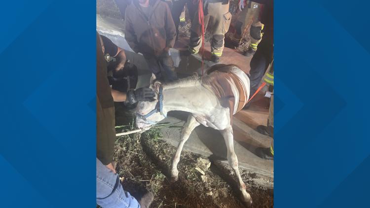 Plano firefighters rescue horse trapped in drainage ditch after escaping near Highway 121 — WFAA (Dallas-Fort Worth), Ponte Vedra Beach Community news
